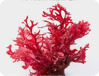 Astareal Astaxanthin from Japan